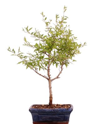 Bonsai - Punica granatum var. nana , Granatapfel 216/118