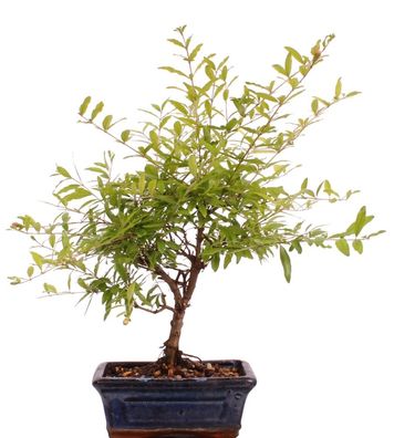 Bonsai - Punica granatum var. nana , Granatapfel 216/120