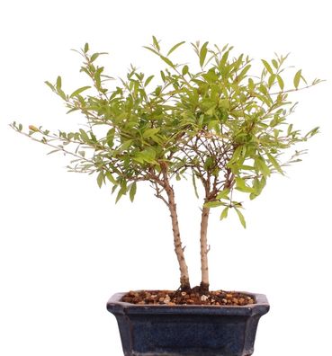 Bonsai - Punica granatum var. nana , Granatapfel 216/121