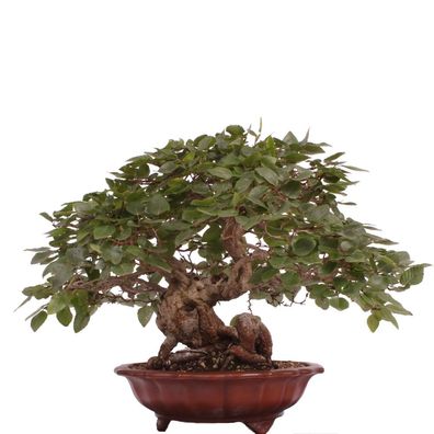 Bonsai - Carpinus coreana, Koreanische Hainbuche 222/27