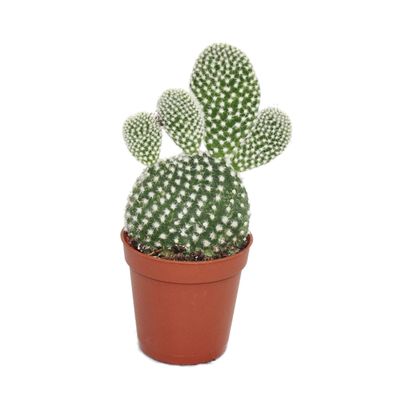 Opuntia microdasys albata - weisstachliger Ohrenkaktus - im 5,5cm Topf