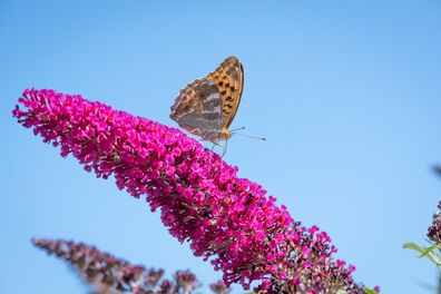 Schmetterlingsflieder - Buddleja davidii - Sommerflieder - Fliederspeer