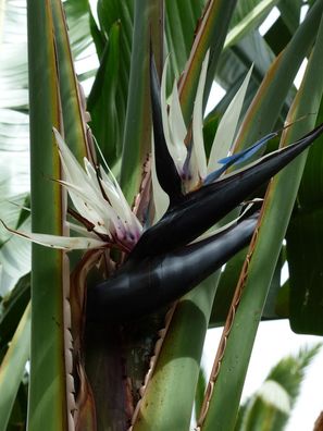 Strelitzia nicolai Baumstrelitzie Baum-Paradiesvogelblume verschiedene Größen