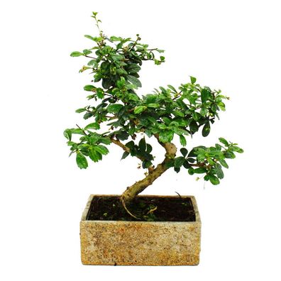 Bonsai fürs Zimmer - in moderner Trendkeramik- Zimmerbonsai