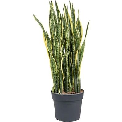 Sansevieria trifasciata Laurentii Bogenhanf bessere Raumluft Zimmerpflanze