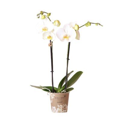 Kolibri Orchids | weiße Phalaenopsis-Orchidee - Dame Blanche - Topfgröße | blü