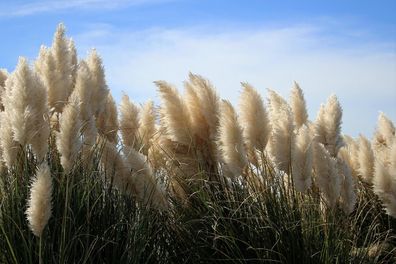 Amerikanisches Pampasgras P9 20-50 cm Cortaderia selloana Rosa und Weiß