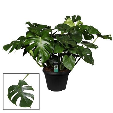 Monstera delicosa - Köstliche Fensterblatt - Zimmerpflanze - bessere Raumluft