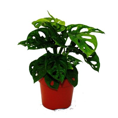 Fensterblatt - Monstera "Monkey Mask" - 12cm Topf