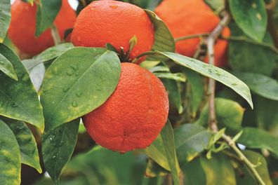 Mandarinenbäumchen Citrus reticulata - Mandarine (Pflanze)