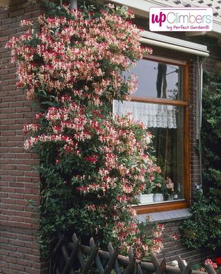 Echtes Geißblatt 60-80 cm Lonicera - Jelängerjelieber verschiedene Sorten