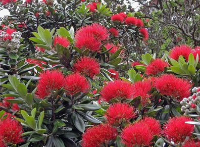 Rarität - Metrosideros excelsa Neuseeländischer Weihnachtsbaum - Eisenholzbaum