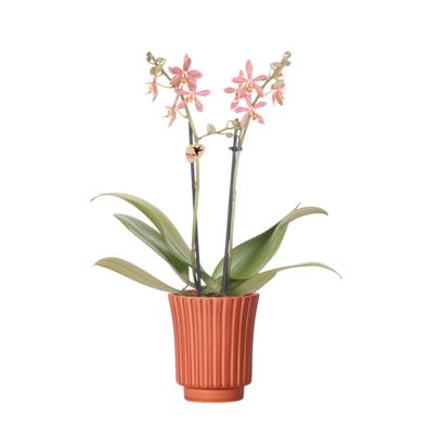 Kolibri Orchids | orange Phalaenopsis Orchidee - Spider im Retro Terracotta - Topf