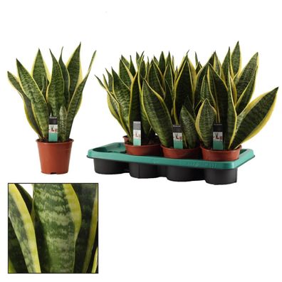 Sansevieria trifasciata Futura Superba bunter Bogenhanf Grünpflanze Zimmerpflanz