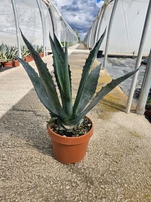 Agave americana 50-60 cm - Amerikanische Agave - Sukkulente - Pflanze