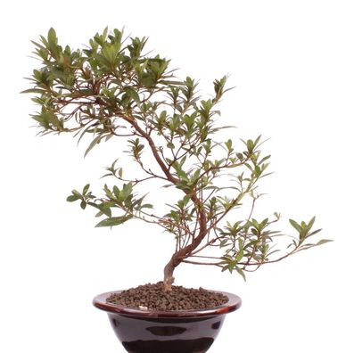 Bonsai - Jap. Satsuki Azalee 'Benigasa', Rhododendron indicum 218/74