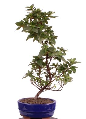 Bonsai - Jap. Satsuki Azalee 'Otomebotan', Rhododendron indicum 218/14