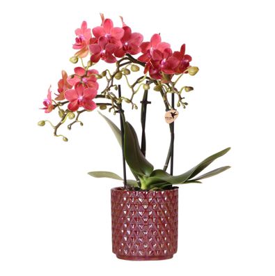 Kolibri Orchids | Rote Phalaenopsis-Orchidee Congo + Roter Pearl-Topf - Topfgröß