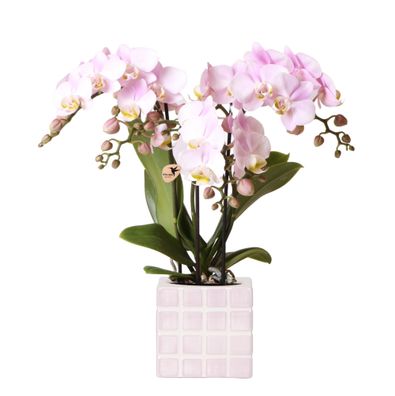 Kolibri Orchids | Rosa Phalaenopsis Orchidee Portugal + Mosa Ziertopf Rosa - Topfg