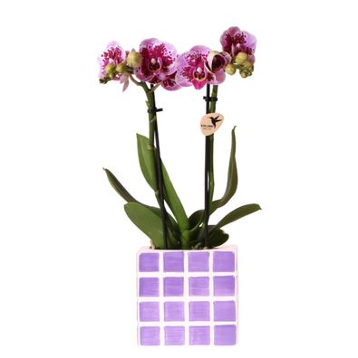 Lila Phalaenopsis Orchidee El Salvador + Mosa Ziertopf Lila - Ø9cm - 35-45cm - Zi