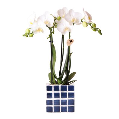 Kolibri Orchids | Weiße Phalaenopsis Orchidee Amabilis + Mosa Ziertopf Blau - Top