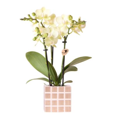 Kolibri Orchids | Gelbe Phalaenopsis Orchidee Mexiko + Mosa Ziertopf Braun - Topfg