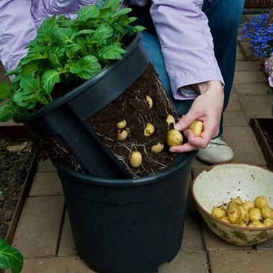 PotatoPot Kartoffel-Pflanztopf, 1 Topf inkl. Einsatz