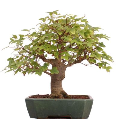 Bonsai - Acer buergerianum, Dreispitzahorn Shohin 216/01