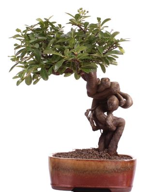 Bonsai - Pyracantha spec., Feuerdorn in Wurzelstammform 222/52