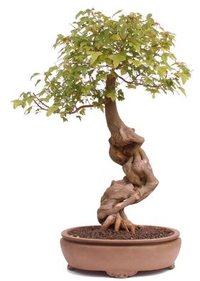 Bonsai - Acer buergerianum, Dreispitzahorn, Neagari 222/01