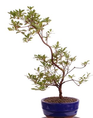 Bonsai - Jap. Satsuki Azalee 'Aika', Rhododendron indicum 218/47