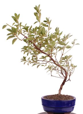 Bonsai - Jap. Satsuki Azalee 'Asuka-no-Homare', Rhododendron indicum 218/68