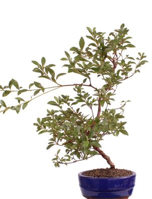 Bonsai - Jap. Satsuki Azalee 'Asuka-no-Homare', Rhododendron indicum 218/70