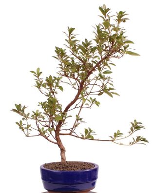 Bonsai - Jap. Satsuki Azalee 'Beniasuka', Rhododendron indicum 218/116