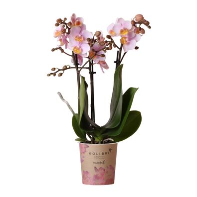 Rosa Phalaenopsis Orchidee - Andorra - Ø9cm - 35cm - Zimmerpflanze - Blühende Zi