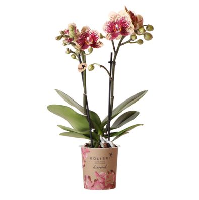 Kolibri Orchids | Gelbe rote Phalaenopsis-Orchidee - Spanien - Topfgröße | blüh