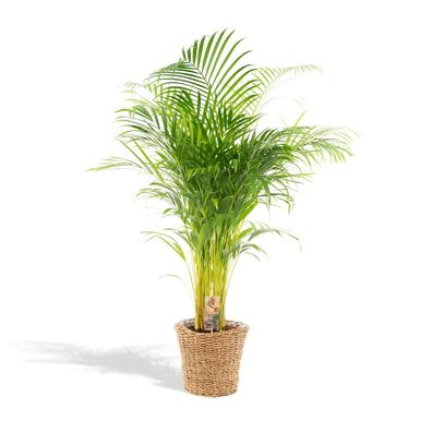 Areca mit Korb - Ø24cm - 130cm - Zimmerpflanze - Immergrün