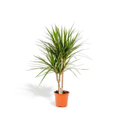 Dracaena Marginata - Ø25cm - 90cm - Zimmerpflanze - Immergrün