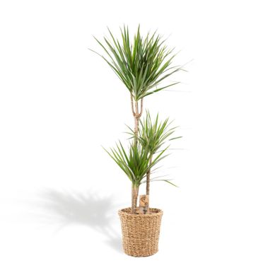 Dracaena mit Korb - Ø21cm - 120cm - Zimmerpflanze - Immergrün