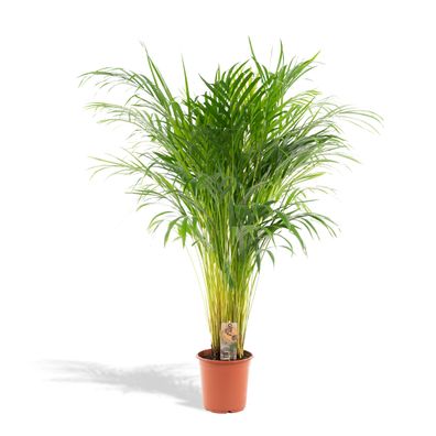 Areca Palme - Ø21cm - 110cm - Zimmerpflanze - Immergrün