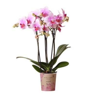 Rosa Phalaenopsis Orchidee - Mineral Rotterdam - Ø9cm - 45cm - Zimmerpflanze - Bl