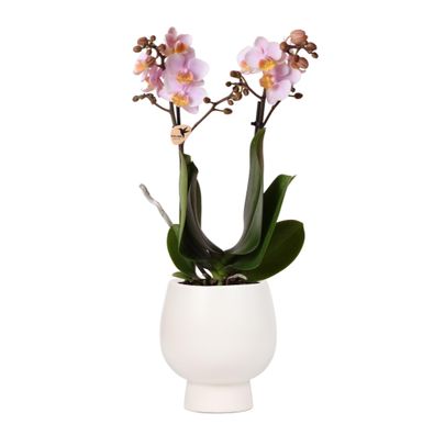 Kolibri Orchideen | Rosa Phalaenopsis Orchidee - Andorra + Scandic Ziertopf weiß