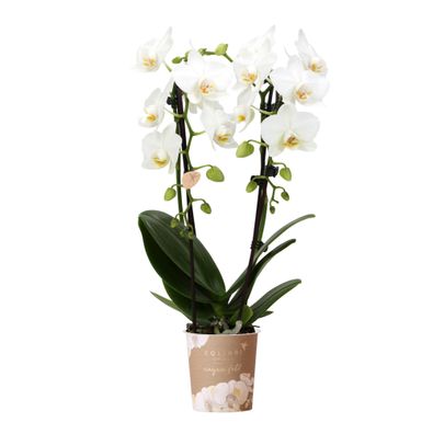 Weiße Phalaenopsis-Orchidee - Niagara Fall - Ø9cm - 35-40cm - Zimmerpflanze - Bl