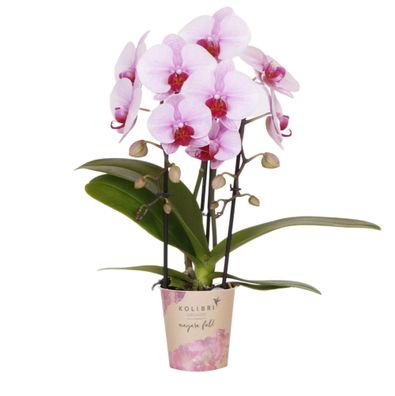 Kolibri Orchids | rosa Phalaenopsis Orchidee - Niagara Fall - Topfgröße | blühe