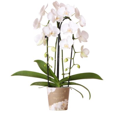 weiße Phalaenopsis-Orchidee - Niagara Fall - Ø12cm - 50-60cm - Zimmerpflanze - B