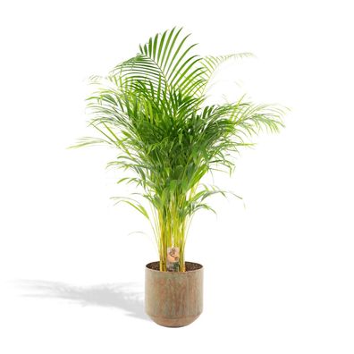 Areca Palme mit Topf - Ø24cm - 130cm - Zimmerpflanze - Immergrün