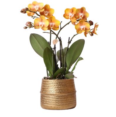 Kolibri Orchids | Orange Phalaenopsis-Orchidee Las Vegas im goldenen Groove-Zierto