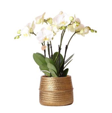 Weiße Phalaenopsis Jewel Ghent Orchidee im goldfarbenen Groove Ziertopf - Ø12cm