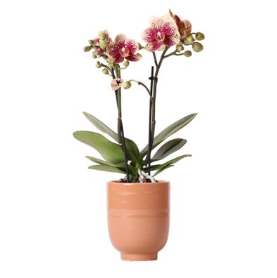 Gelbe rote Phalaenopsis-Orchidee - Spanien im Glasierter Ziertopf Cognac - Ø9cm