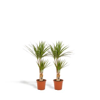 Dracaena | 2 Stücke - Ø17cm - 90cm - Zimmerpflanze - Immergrün - Multideal